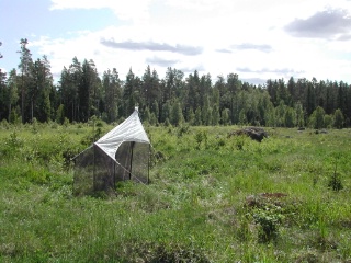 Trap ID 6 - SE, Up, Älvkarleby kommun, Marma skjutfält, east of Sköldvägen/Kanonvägen (dry meadow [field of fire] with birch)