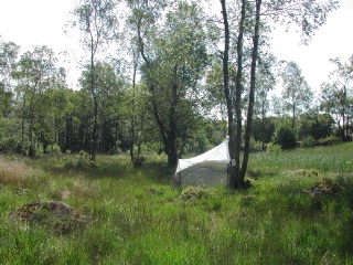 Trap ID 35 – Ha, Halmstad kommun, Gårdshult, Buskastycket (moisty hay meadow)