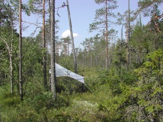 Trap ID 43 – SE, Hs, Hudiksvalls kommun, Stensjön-Lomtjärn, Stensjön (marsh pine wood close to bog)