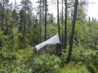 Trap ID 43 – SE, Hs, Hudiksvalls kommun, Stensjön-Lomtjärn, Stensjön (marsh pine wood close to bog)