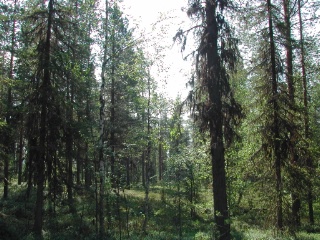 Trap ID 47 - SE, Lu, Jokkmokks kommun, Muddus nationalpark, southern parking (blueberry spruce forest)