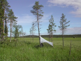 Trap ID 49 - SE, Nb, Pajala kommun, Vasikkavuoma, 150 m east of the camp (haymaking marsh)