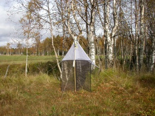 Trap ID 54 - SE, Vb, Vindelns kommun, Kulbäckslidens trail park, Kulbäcken meadow (meadow with birches on fine alluvial sediments)