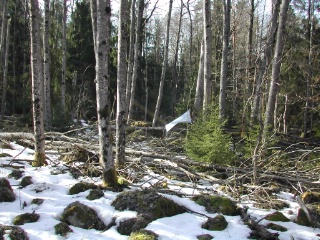 Trap ID 1000 - SE, Sm, Nybro kommun, Bäckebo, Grytsjöns nature reserve, (old aspen forest in boulder terrain)