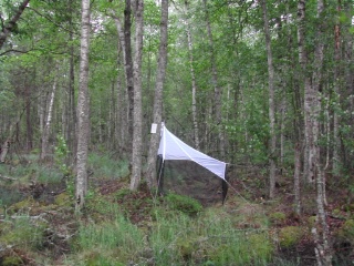 Trap ID 18 – SE, Sm, Högsby kommun, Hornsö kronopark, vincinity of Skärsgölorna, near end of Nya Kringlavägen (birch fen)