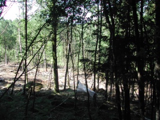 Trap ID 31 – SE, Bo, Stenungsunds kommun, Kolhättan (Ödsmål), Hällsberget (broad-leaved deciduous forest)