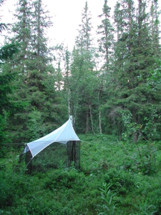 Trap ID 42 – SE, Hr, Härejdalens kommun, Sånfjället, Nyvallens fäbod (alpine birch and spruce wood)