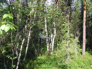 Trap ID 47 - SE, Lu, Jokkmokks kommun, Muddus nationalpark, southern parking (blueberry spruce forest)