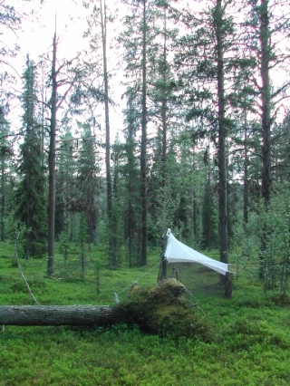 Trap ID 48 - SE, Lu, Gällivare kommun, Ätnarova försökspark, Peltovaara (Lingonberry pine forest)