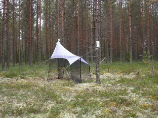 Trap ID 61 - SE, Vb, Vindelns kommun, Svartbergets trail park, Åheden (lichen pine heath)