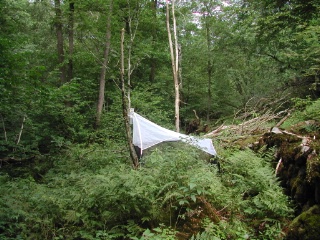 Trap ID 37 – SE, Sk, Klippans kommun, Skäralid, valley below northern Lierna (beech forest)