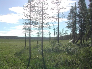 Trap ID 49 - SE, Nb, Pajala kommun, Vasikkavuoma, 150 m east of the camp (haymaking marsh)