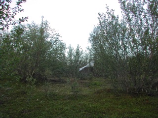 Trap ID 50 - SE, To, Kiruna kommun, Abisko nationalpark, east of heath on Njakajaure trail (dry mountain birch forest)