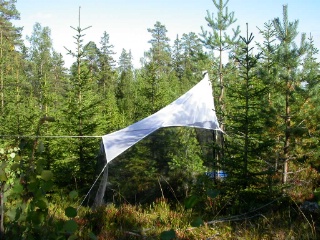 Trap ID 57 - SE, Vb, Vindelns kommun, Kulbäckslidens trail park, spruce plantation (15 yr old blueberry spruce forest)