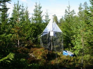 Trap ID 57 - SE, Vb, Vindelns kommun, Kulbäckslidens trail park, spruce plantation (15 yr old blueberry spruce forest)