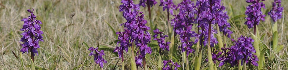 Följ med på en orkidévandring i maj, eller början av juni.