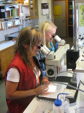 Insect sorting in progress