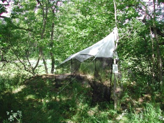 Trap ID 1 - SE, Sö, Tyresö kommun, Åva, Spirudden, mixed coastal oak forest