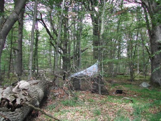 Trap ID 23 – SE, Bl, Ronneby kommun, Tromtö, Tromtö nabb (beech and oak forest)