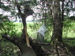 Trap ID 30 – SE, Sö, Södertälje kommun, Tullgarns näs, Rävsalaviken (mixed forest next to pasture)