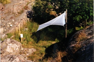 Trap ID 32 – Bo, Tanums kommun, Hamburgsund, Stora Snixholmen (semi-exposed coastal flat-rock)