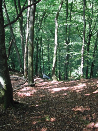 Trap ID 36 – SE, Sk, Klippans kommun, Skäralid, northern Lierna (beech forest)