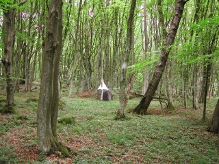 Trap ID 40 – SE, Sk, Simrishamns kommun, Stenshuvuds nationalpark, northern Svabeholmsskog (hornbeam forest)