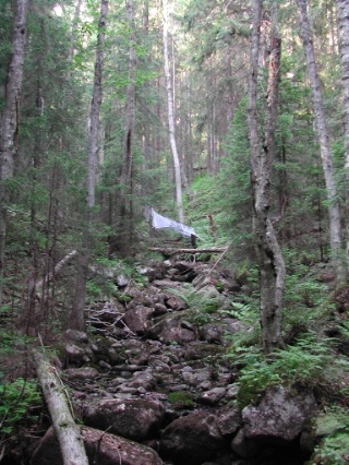 Trap ID 44 – SE, Ån, Örnsköldsviks kommun, Skuleskogen, Långrå (brook ravine in mixed forest)