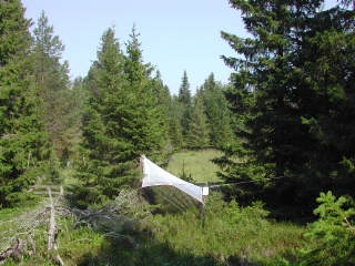 Trap ID 45 – SE, Vb, Umeå kommun, Holmön, east of Bärmyran (blueberry spruce forest next to pasture)