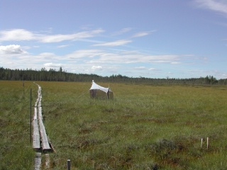 Trap ID 53 - SE, Vb, Vindelns kommun, Kulbäckslidens trail park, Degerö stormyr - Kronmyran (bog)