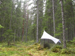 Trap ID 55 - SE, Vb, Vindelns kommun, Kulbäckslidens trail park, Granliden (80+ yr old spruce forest)