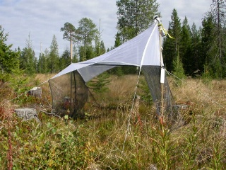 Trap ID 56 - SE, Vb, Vindelns kommun, Kulbäckslidens trail park, Gammnybränna (10-15 year old cutting aerea)