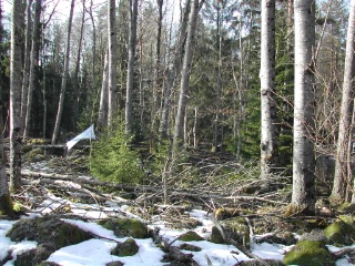 Trap ID 1000 - SE, Sm, Nybro kommun, Bäckebo, Grytsjöns nature reserve, (old aspen forest in boulder terrain)