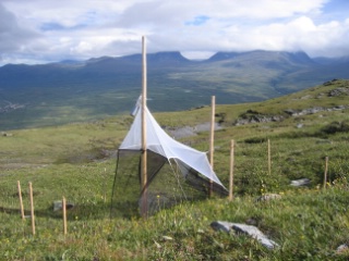 Trap ID 1007 – SE, To, Kiruna kommun, Abisko nationalpark, Nuolja (bare mountain)