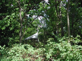 Trap ID 1 - SE, Sö, Tyresö kommun, Åva, Spirudden, mixed coastal oak forest