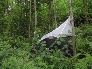 Trap ID 10 - SE, Dr, Säters kommun, Säterdalen, Näsåkerspussen (alder wood ravine)