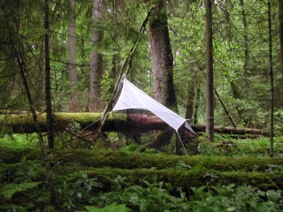 Trap ID 15 – SE, Ög, Ödeshögs kommun, Omberg, Storpissan (old Norway spruce wood)