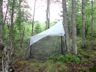 Trap ID 18 – SE, Sm, Högsby kommun, Hornsö kronopark, vincinity of Skärsgölorna, near end of Nya Kringlavägen (birch fen)