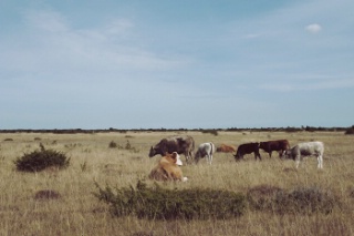 Trap ID 20 – SE, Öl, Mörbylånga kommun, Frösslunda alvar (alvar pasture)