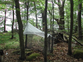 Trap ID 23 – SE, Bl, Ronneby kommun, Tromtö, Tromtö nabb (beech and oak forest)