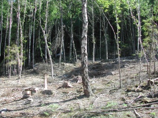 Trap ID 31 – SE, Bo, Stenungsunds kommun, Kolhättan (Ödsmål), Hällsberget (broad-leaved deciduous forest)