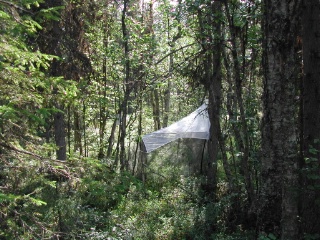 Trap ID 47 - SE, Lu, Jokkmokks kommun, Muddus nationalpark, southern parking (blueberry spruce forest)