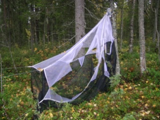 Trap ID 51 - SE, Vb, Skellefteå kommun, Brännbergets naturreservat, close to northern info-sign (mixed boreal forest)