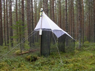 Trap ID 58 - SE, Vb, Vindelns kommun, Kulbäckslidens trail park, pine plantation (40-50 yr old pine forest with blueberry)