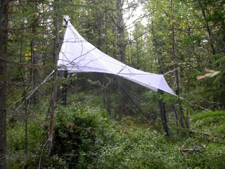 Trap ID 60 - SE, Vb, Vindelns kommun, Kulbäckslidens trail park, 20-25 years old forest (20-25 years old mixed coniferous forest)