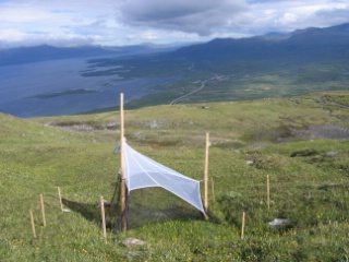 Trap ID 1007 – SE, To, Kiruna kommun, Abisko nationalpark, Nuolja (bare mountain)