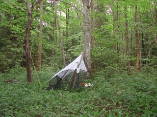 Trap ID 13 – SE, Ög, Ödeshögs kommun, Omberg, Stocklycke skog (broad-leaved deciduous forest)