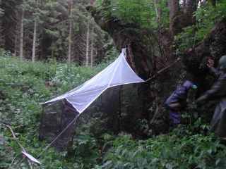 Trap ID 17 – SE, Sm, Gränna kommun, Lönnemålen (Norway spruce forest with big harvested ashes)