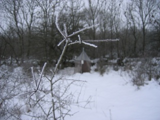 Trap ID 22 – SE, Öl, Mörbylånga kommun, Gamla Skogsby (Kalkstad), diversitetsängen (meadow with shrub vegetation)