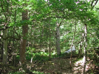 Trap ID 33 – Ha, Kungsbacka kommun, Särö Västerskog, mid-northern part (oak and pine wood)